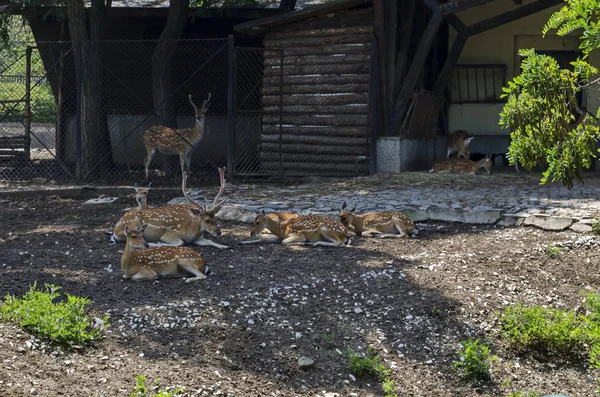 Famiglia Cervi Anche Maschio Capreolo Con Capriolo Femmina Cervo Posteriore — Foto Stock