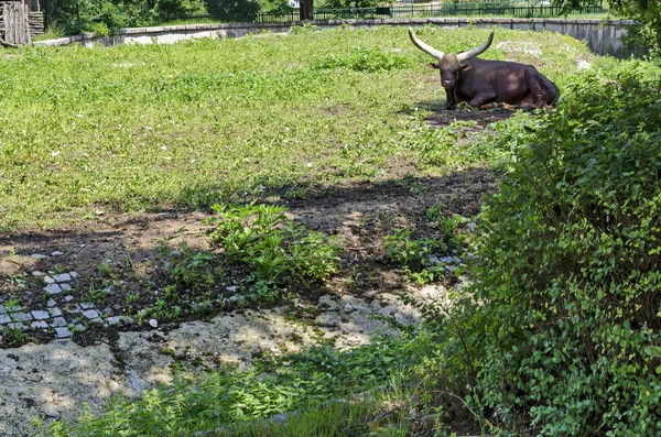 Africano Touro Marrom Ankole Watusi Bos Taurus Watusi Ankole Longhorn — Fotografia de Stock