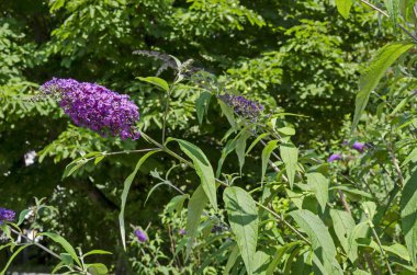 Buddleia davidii, Violet Lila veya kelebek yeşil bir arka plan üzerinde Sofya, Bulgaristan çiçek açan çalı   