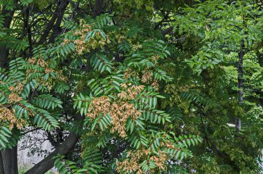Cennet veya Ailanthus altissima, Sofya, Bulgaristan 'da yapraklar ve kırmızı tohum  