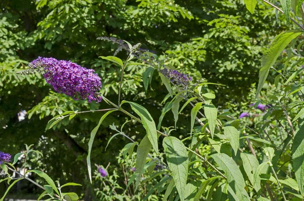 Buddleia Davidii Violeta Lila Mariposa Bush Floreciendo Sobre Fondo Verde — Foto de Stock