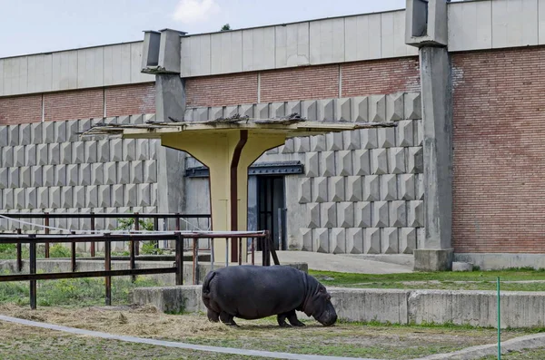 Hippopótamo Hippopótamo Anfíbio Alimenta Grama Seca Parque Sófia Bulgária — Fotografia de Stock