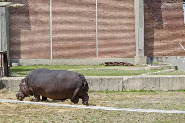 Ιπποπόταμος Amphibius Hippopotamus Ζωοτροφών Ξερά Χόρτα Στο Πάρκο Σόφια Βουλγαρία — Φωτογραφία Αρχείου