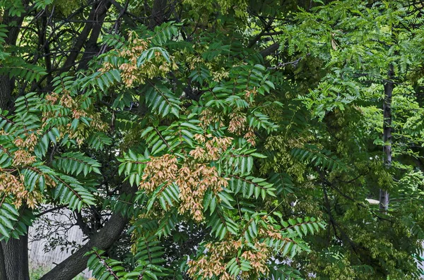 Cennet veya Ailanthus altissima, Sofya, Bulgaristan 'da yapraklar ve kırmızı tohum  