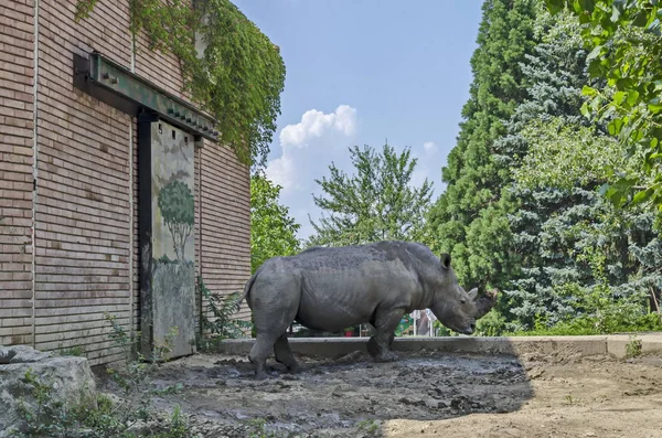 Rinoceronte Blanco Ceratotherium Simum Caminar Parque Sofía Bulgaria — Foto de Stock