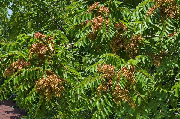 Cennet veya Ailanthus altissima, Sofya, Bulgaristan 'da yapraklar ve kırmızı tohum  