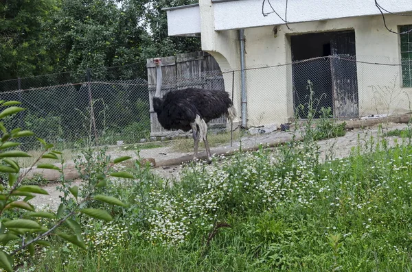 Avestruz Joven Caminando Corral Buscar Pasto Verde Sofía Bulgaria — Foto de Stock