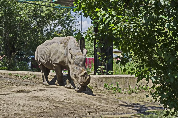 Rinoceronte Branco Ceratotherium Simum Passeio Parque Sofia Bulgária — Fotografia de Stock