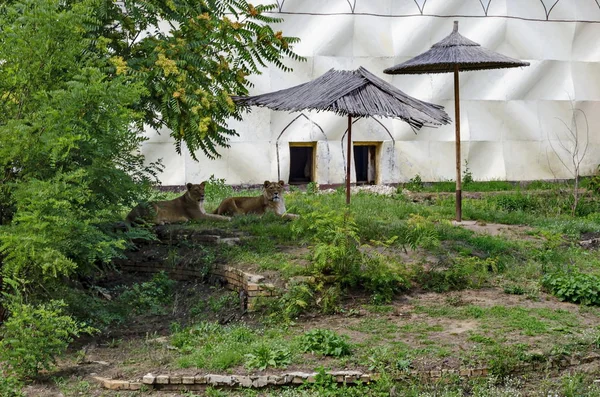 Retrato Dos Leones Relajarse Para Salir Parque Verano Sofía Bulgaria — Foto de Stock