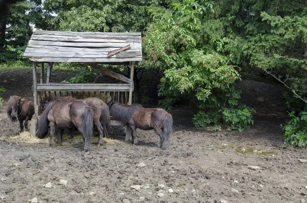 Quatro Pôneis Castanhos Alimentam Grama Seca Rack Parque Após Chuva — Fotografia de Stock