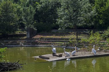 Grup beyaz pelikan veya Pelecanus onocrotalus dinlenme shore gölde, Sofia, Bulgaristan 