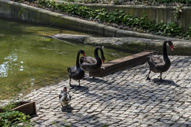 Güzellik siyah kuğu shore gölde stand ve gıda, Sofya, Bulgaristan, Europe bekleyin  