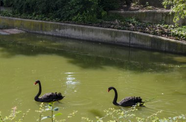 İki güzel bir gölde, Sofya, Bulgaristan Yüzme kuğu siyah   