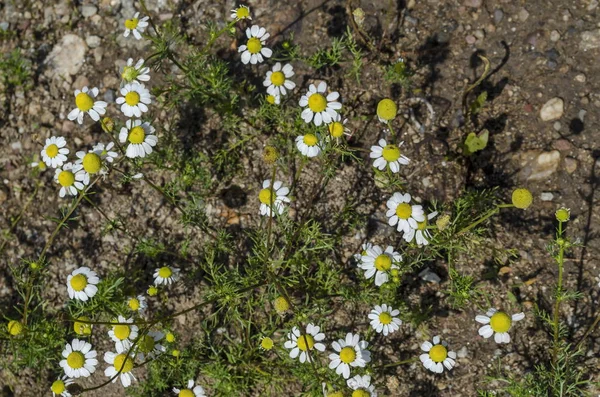 Fresh Matricaria Recutita White Camomile Flowers Blooming Meadow Lozen Mountain — Stock Photo, Image