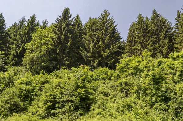 Пейзаж Весенней Природы Хвойным Лесом Кустарником Природной Горе Лозен Болгария — стоковое фото