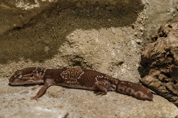 Closeup Leopard Gecko Eublepharis Macularius Relax Land Sofia Bulgária — Fotografia de Stock