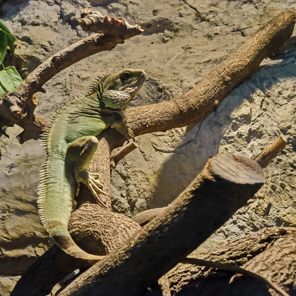 Iguana Descansando Tronco Árvore Parque Sofia Bulgária — Fotografia de Stock