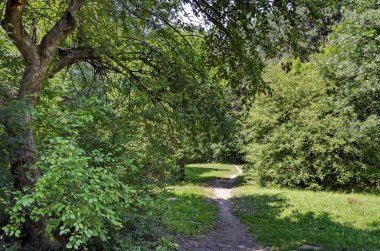 Yatay yaz doğa ile yaprak döken orman ve yol ile orta, doğal yaşlı North park, Sofia, Bulgaristan 