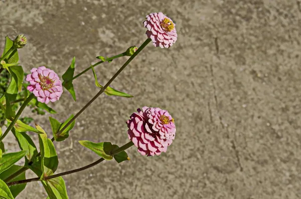 Galho Fresco Rosa Zinnia Flor Flor Flor Jardim Sofia Bulgária — Fotografia de Stock