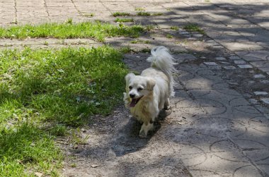 Beyaz Amerikan Eskimo köpek yeşil çayır, doğal yaşlı North park, Sofya, Bulgaristan yolundaki çalıştırın  