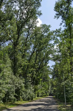 Yatay yaz doğa ile yaprak döken orman ve yol ile orta, doğal yaşlı North park, Sofia, Bulgaristan 