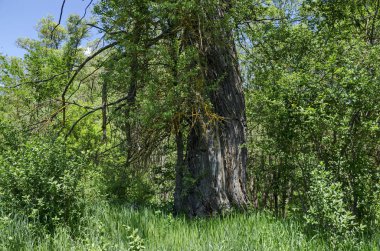 agnetic manzara bahar doğa yeşil yaprak döken orman ve eski ağacında büyük Lozen mountain, Bulgaria  