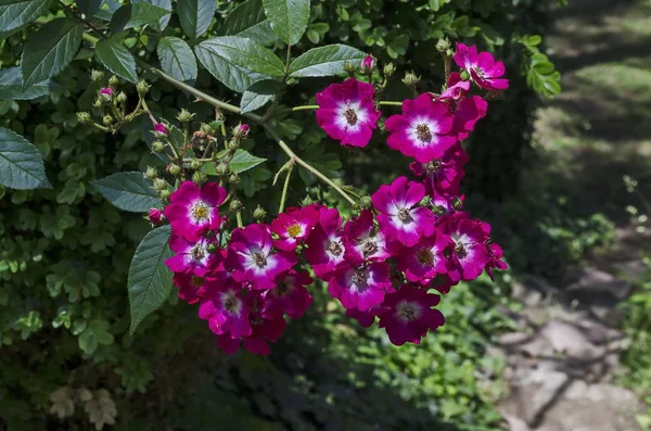 Буш Колір Троянди Рожеві Білі Суміш Хвойного Лісу Недалеко Від — стокове фото