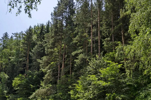 Paesaggio Della Natura Estiva Con Foresta Conifere Cespuglio Freshnes Nella — Foto Stock