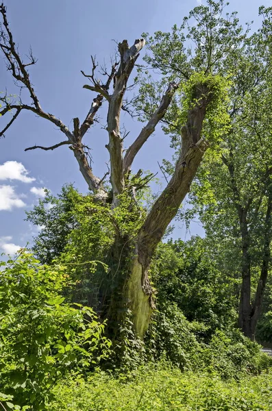 Paisaje Agnético Naturaleza Verano Con Bosque Verde Caducifolio Gran Árbol —  Fotos de Stock