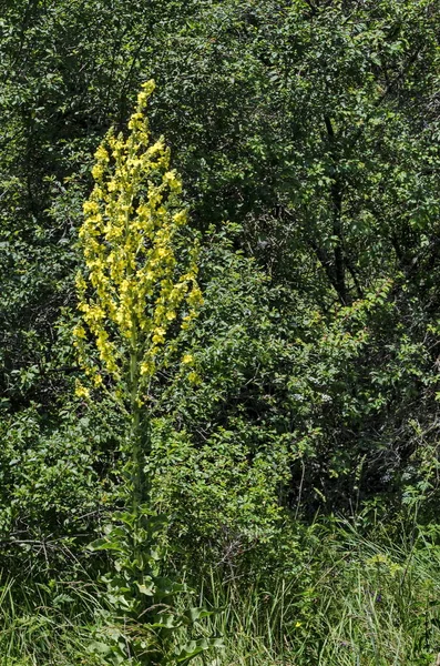 Friske Almindelige Mullein Blomster Eller Verbascum Thapsus Lozen Bjerg Bulgarien - Stock-foto