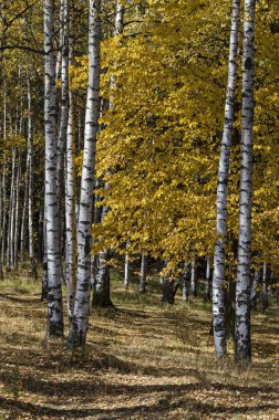 Sonbahar huş ağacı veya betula orman renkli dağ Vitosha, Bulgaristan  