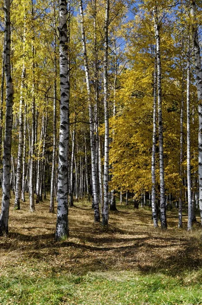 Autumnal Birch Betula Forest Colorful Mountain Vitosha Bulgaria — Stock Photo, Image