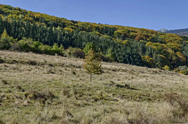 Colorful Autumn Landscape Coniferous Deciduous Forest Glade Vitosha Mountain Bulgaria — Stock Photo, Image