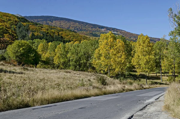 Barevné Podzimní Krajina Žluté Antumnal Stromů Jehličnatých Listnatých Lesů Glade — Stock fotografie
