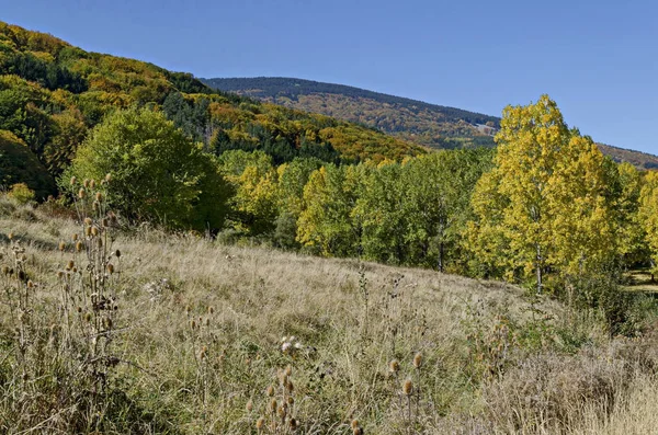 Colorful Autumn Landscape Yellow Antumnal Trees Coniferous Deciduous Forest Glade — Stock Photo, Image