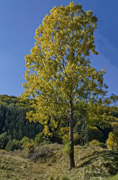 Colorido Paisaje Otoñal Árbol Antumnal Amarillo Cerca Bosque Coníferas Caducifolios —  Fotos de Stock