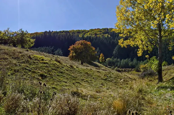 Colorido Paisaje Otoñal Árbol Antumnal Amarillo Cerca Bosque Coníferas Caducifolios — Foto de Stock