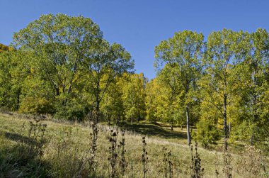 Renkli sonbahar manzara Vitosha mountain, Bulgaria glade ile iğne yapraklı ve yaprak döken orman sonbahar ağaçlarının