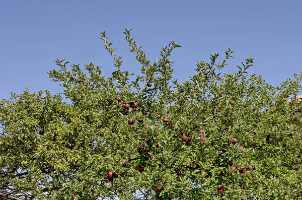 Äppelträd Och Mogna Röda Frukter Trädgården Hösten Sofia Bulgarien — Stockfoto