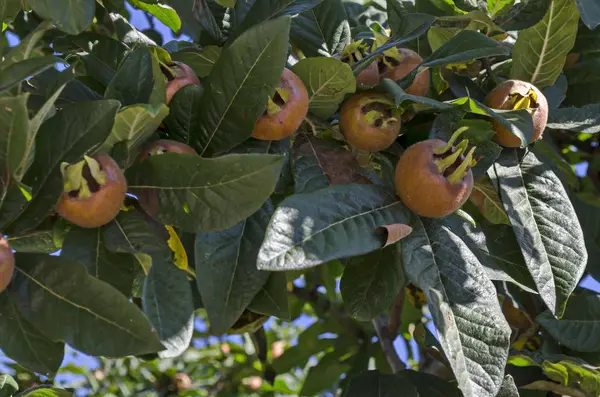 Grupo Fresco Maduro Medlar Mespilus Germanica Frutas Galho Distrito Simeonovo — Fotografia de Stock