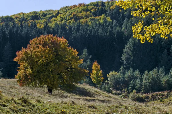 Színes Őszi Táj Őszi Fák Tűlevelű Lombhullató Erdő Tisztás Vitosha — Stock Fotó