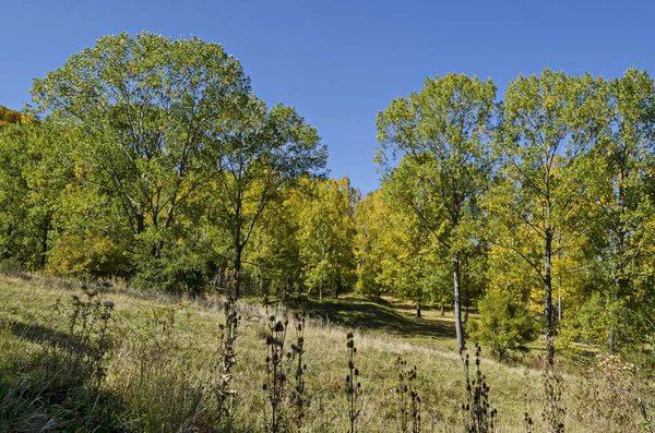 Colorful Autumn Landscape Autumnal Trees Coniferous Deciduous Forest Glade Vitosha — Stock Photo, Image