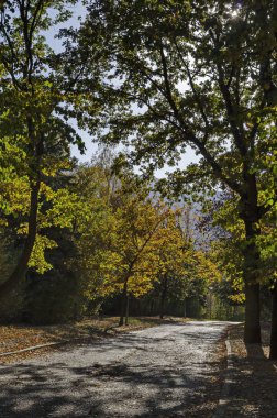 Glade ve road South Park, Sofya, Bulgaristan ile sonbahar ormanın renkli sonbahar manzara   