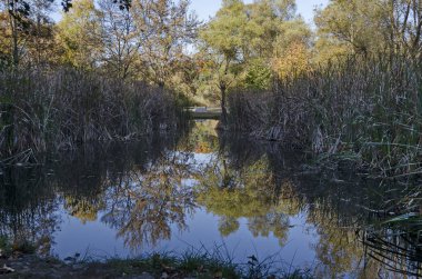 Sonbahar multi renk ormanıyla reed veya rush ve manyetik yansıma göl, South park, Sofia, Bulgaristan  
