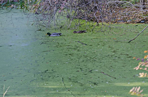 アヒルの緑の藻と秋の湖で泳ぐマガモのグループのオスとメスと食べる サウスパーク ソフィア ブルガリア — ストック写真