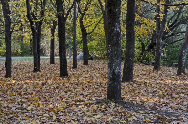 Barevné Podzimní Krajina Podzimního Lesa Glade South Parku Sofie Bulharsko — Stock fotografie