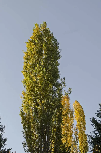 Natürlicher Hintergrundteil Aus Herbstlichem Buntem Wald Blauen Himmel Südpark Sofia — Stockfoto