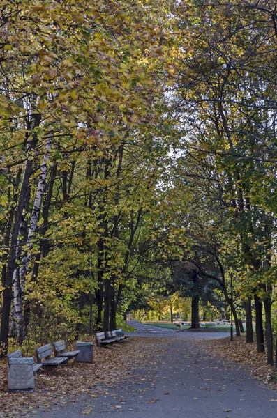 Paisagem Outono Colorida Floresta Outonal Com Clareira Estrada Parque Sul — Fotografia de Stock