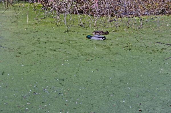 一群野鸭和雌性野鸭在秋湖上与绿色的浮萍一起游泳 索非亚 保加利亚 — 图库照片