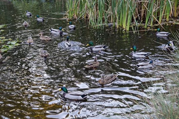 Group Male Female Mallard Ducks Plunge Autumnal Lake Reed Rush — Stock Photo, Image